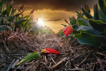Rolgordijnen Dying tulip in field during sunset © wusuowei