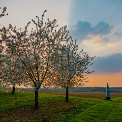 Wonderful sunset on a spring evening in April on the Dutch and Belgium border, where the sun sets behind the hill and giving a warm glow on the meadows and the blossom in the Apple trees