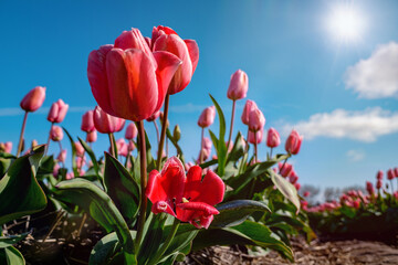 Field of beautiful red and pink tulips