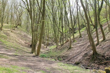 A small river in the spring forest