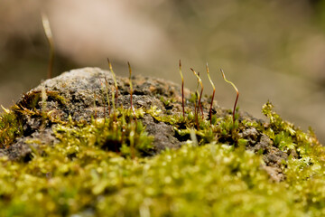 moss spores on the stone