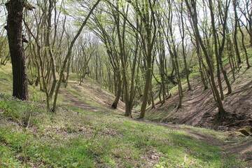Obraz premium A small river in the spring forest