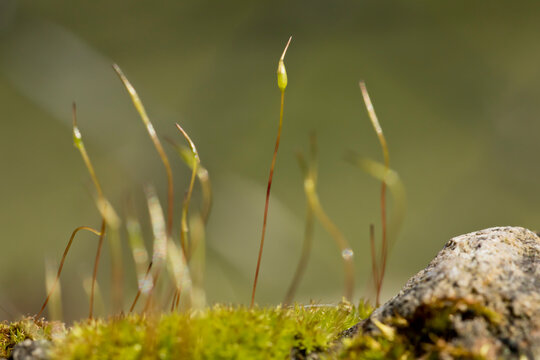 Moss seta closeup with blurred background