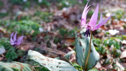 商用で使えるカタクリの写真