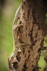 Eidechse kopfüber an Weinrebe