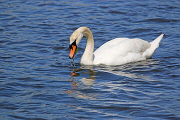 Swan on the River Teign	