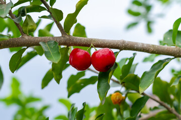 Red Acerola Cherry or Barbados Cherry on tree.