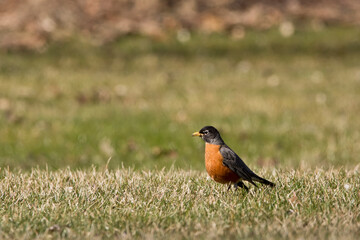 robin on the grass
