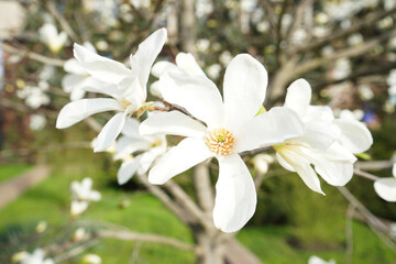 Magnolia cream flowers blooming on the tree, close-up. Natural floral background.