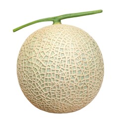 メロン イラスト リアル 