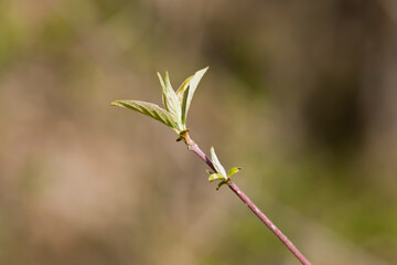 Leaf buds on the end of a lilac tree with blurred background