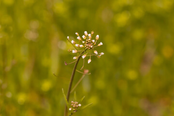 Capsella bursa, shepard's purse, flowers closeup with blurred background. 