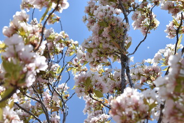blossoming apple tree