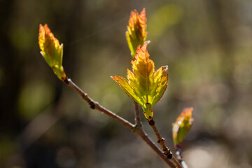 backlit leaf buds on a branch