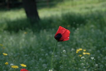 Red poppy on a green background. blooming spring field with red poppy flower in the middle