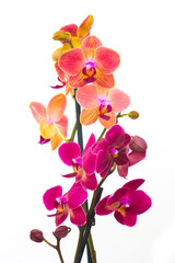 Beautiful pink and orange orchid  - phalaenopsis
