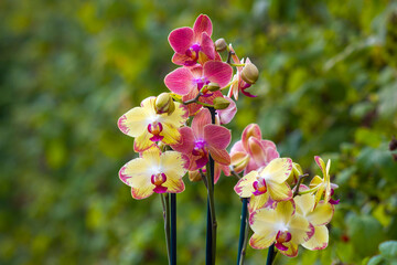 Beautiful orchid flowers in the garden  - phalaenopsis