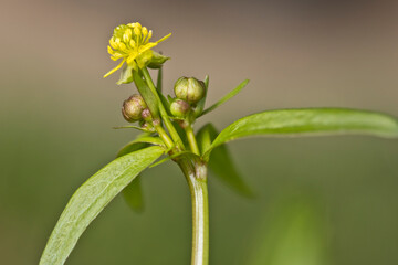 Quickweed flower and buds isolated on blurred background. 