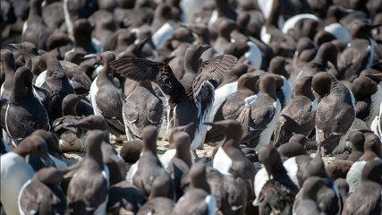 flock of Guillemots