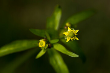 yellow flower