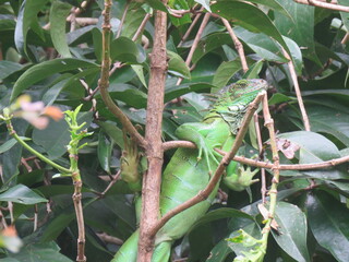 Iguana en Panam&aacute;