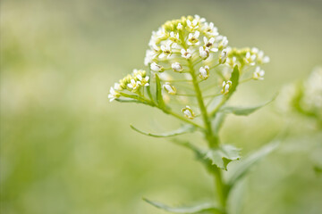 Capsella bursa flowers isolated on a blurred green background. 