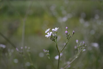 Closeup Gypsophila paniculata known as common gypsophila with blurred background in summer garden