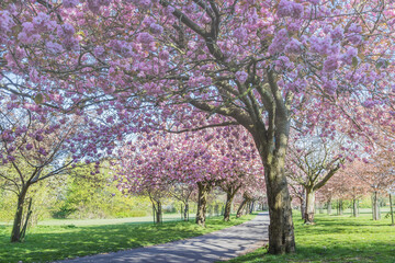 Cherry blossom on an avenue of trees