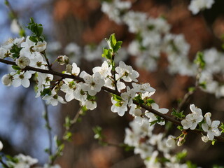 cherry tree blossom