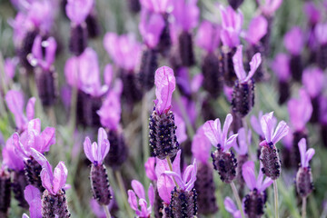 Lavender in Bloom. Santa Cruz, California, USA.