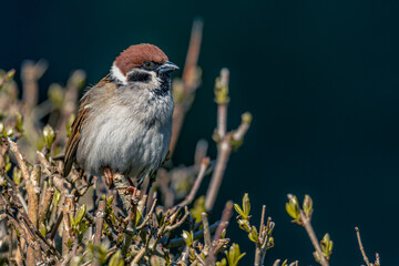 sparrow on a grass