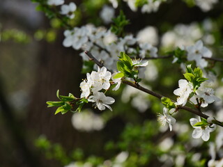 tree flowers