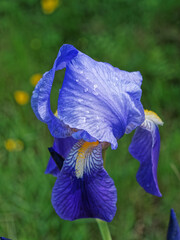 Blue iris covered in raindrops