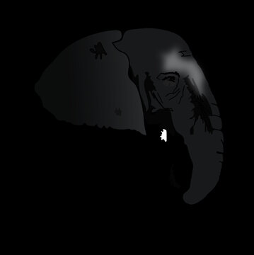 This is an image of elephant vector black and white drawing.