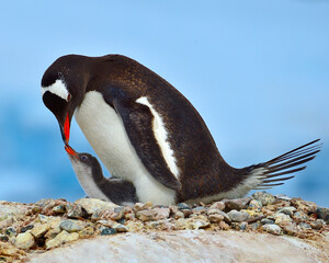 Fototapeta premium A Gentoo Penguin parent bonds with its young just before feeding - Antarctic Peninsula