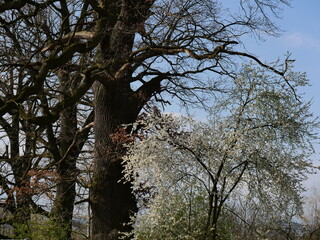 tree in the park