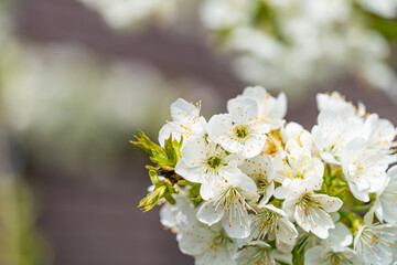 White cherry blossoms flower in spring sun with blue sky and tender bokeh