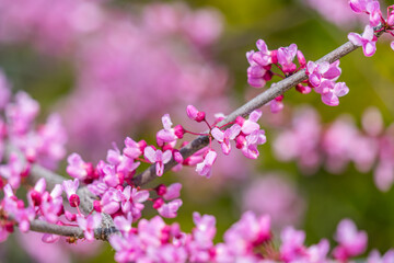 Closeup of Eastern Redbud flowers in bloom on a branch