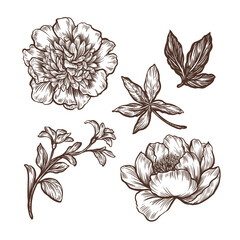 Botanical graphic illustration of flower elements. 