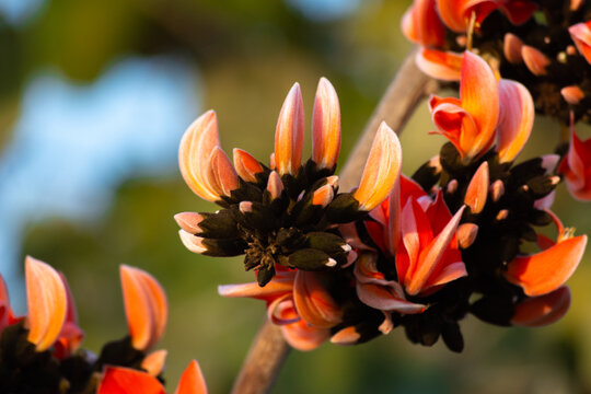 Bastard teak flower bloom in india