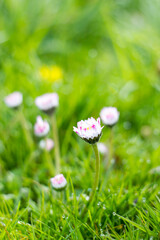 daisies in the garden - soft focus