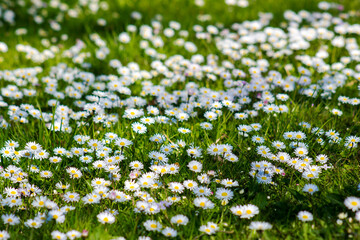 daisies in the garden