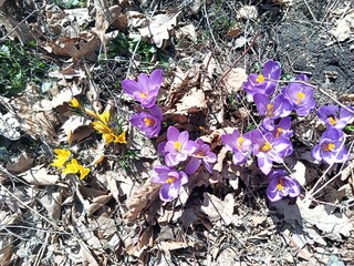 Purple buds of pasqueflower flowers on the background of last year's grass and fallen leaves.