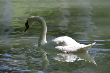 Fototapeta premium White swan on a quiet lake