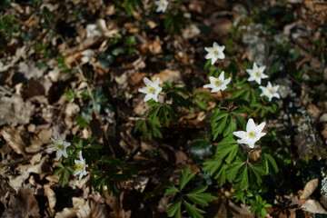 Anomona, Busch-Windröschen im Wald, Anemone nemorosa, stimmungsvolles Motiv im Frühling