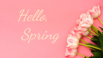 Text Hello Spring next to a beautiful bouquet of delicate pink tulips on a pink background. There may be your text.