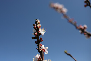 Branche of White Cherry Blossoms