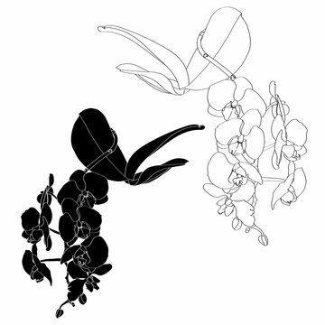recommend clip art: Black and white orchids branches with leaves. Orchid phalaenopsis flowers branch isolated on white background.