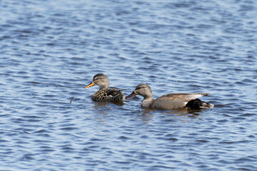 Gadwell ducks on marsh