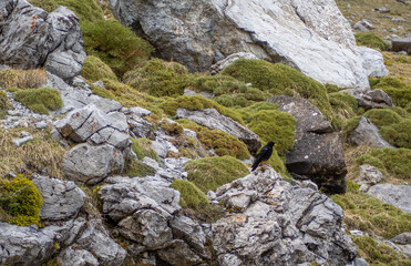 chova piquigualda, bird that is located in the surroundings of the waterfall called ponytail located in the national park of ordesa and lost mountain